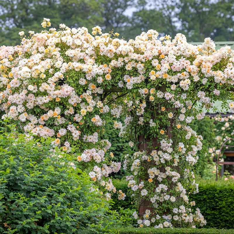 David Austin Phyllis Bide® Rambling Rose (6-Litre Pot) image 0