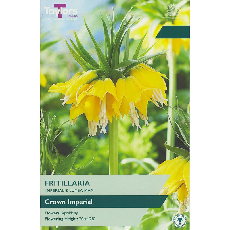 Fritillaria imperialis ‘Lutea Max’ (1 Bulb) image 0