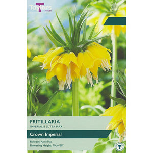 Fritillaria imperialis ‘Lutea Max’ (1 Bulb) image 0