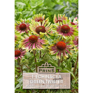 Echinacea 'Green Twister' (1 bulb) image 0
