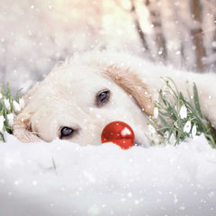 Ling Design Charity Christmas Cards - Dog In Snowdrops with Red Nose (Pack of 6) image 0