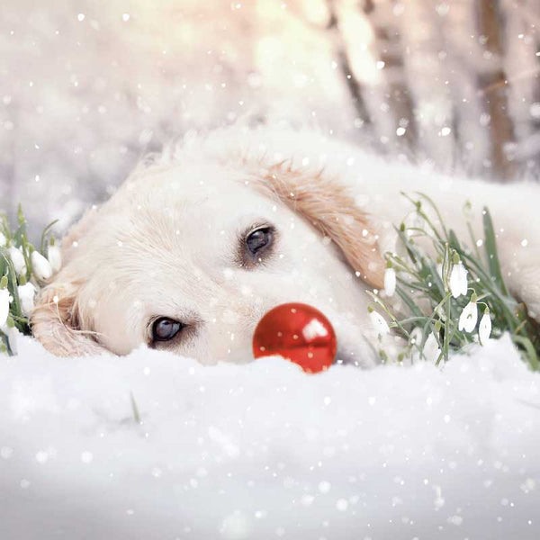 Ling Design Charity Christmas Cards - Dog In Snowdrops with Red Nose (Pack of 6) image 0