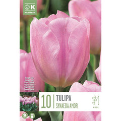 Tulip ‘Synaeda Amor’ (10 bulbs) image 0