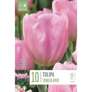 Tulip ‘Synaeda Amor’ (10 bulbs) image 0