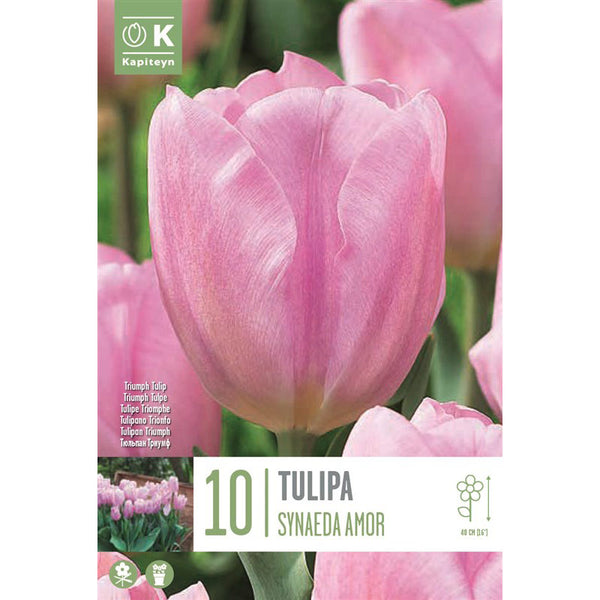 Tulip ‘Synaeda Amor’ (10 bulbs) image 0