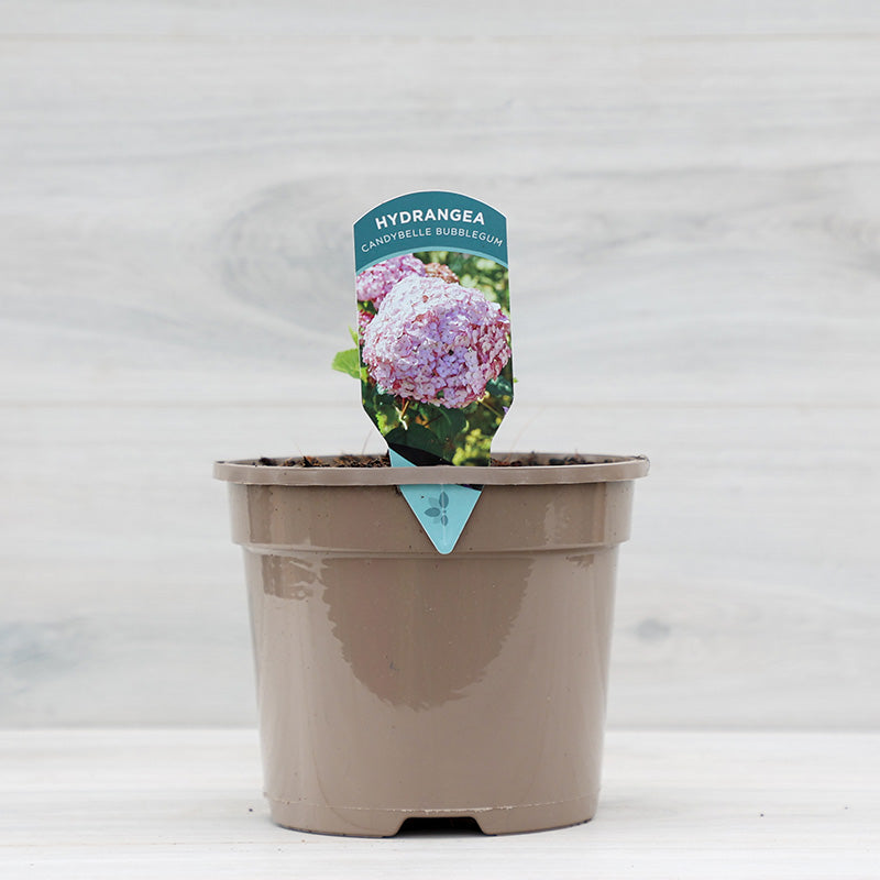 Hydrangea ‘Candybelle Bubblegum’ (3-Litre Pot) image 0