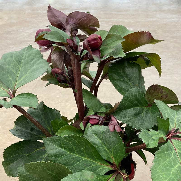 Helleborus ‘Ice n’ Roses ‘Brunello’ (2-Litre Pot) image 0
