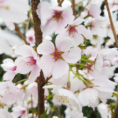 Prunus ‘Royal Flame’ Tree (Mieke) (12-Litre Pot) image 0