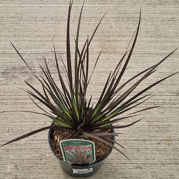 Libertia ixioides ‘Taupo Sunset’ (2-Litre Pot) image 1