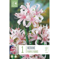 Nerine sarniensis 'Purple Robbs' (1 bulb) image 0