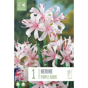 Nerine sarniensis 'Purple Robbs' (1 bulb) image 0