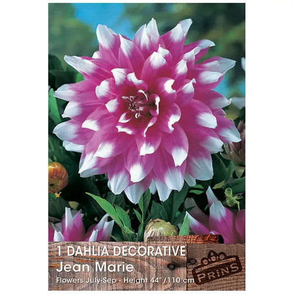Dahlia Decorative 'Jean Marie' (1 tuber) image 0