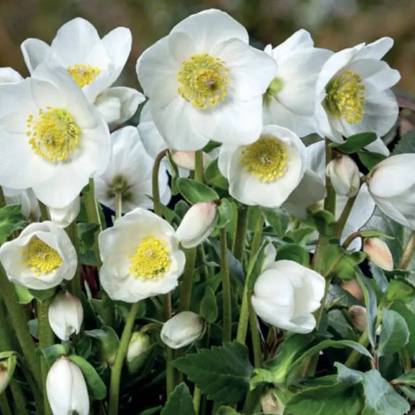 Helleborus niger 'HGC Diva' Christmas Rose (2-Litre Pot) image 0