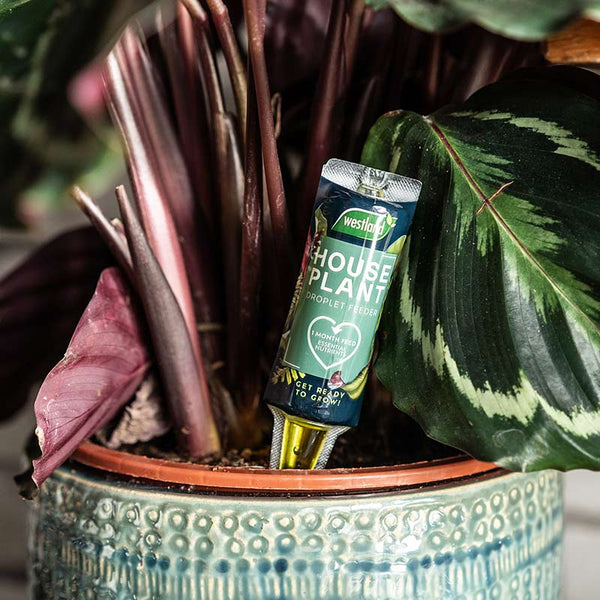Westland Liquid Droplet Feeder For Houseplants (40ml) image 2