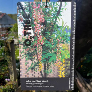 Laburnocytisus ‘Adamii’ Tree (15-Litre Pot) image 2