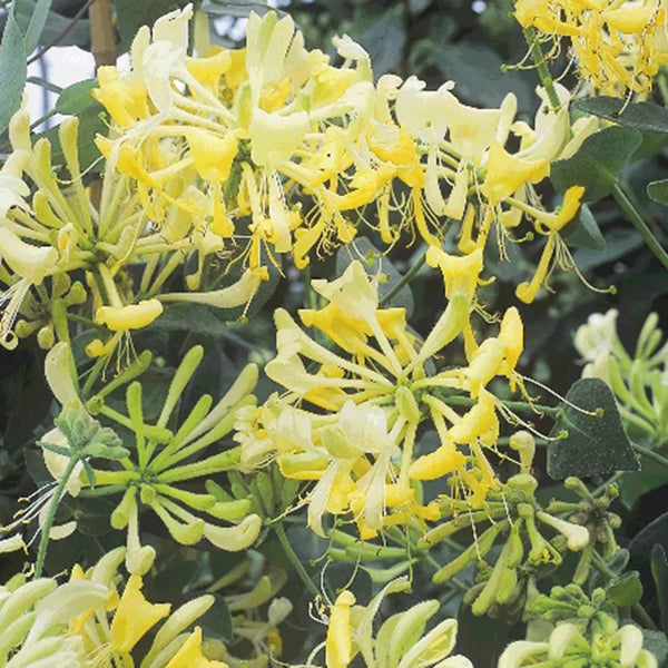 Honeysuckle Lonicera Periclymenum 'Scentsation' image 0