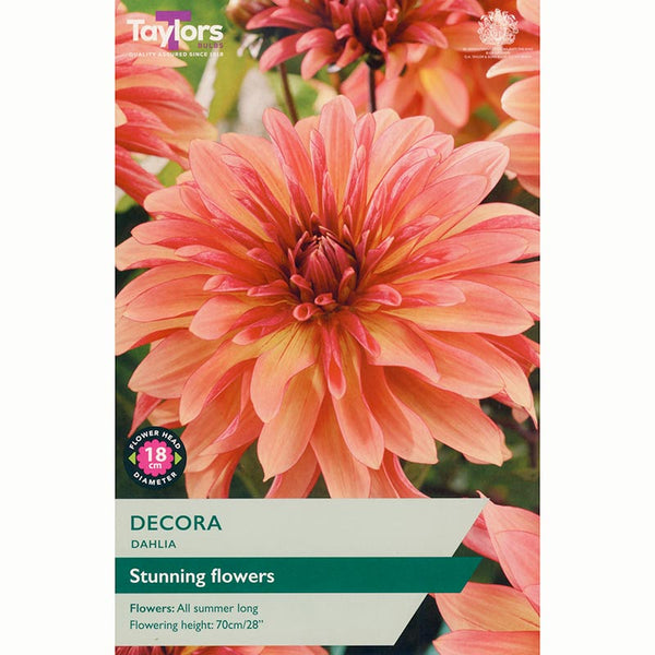 Dahlia ‘Decora’ with Coral Flowers (1 Tuber) image 0