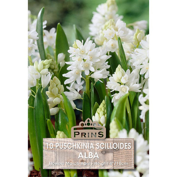 Puschkinia scilloides ‘Alba’ (10 Bulbs) image 0