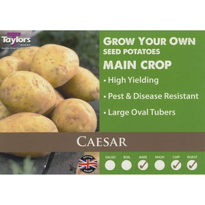 Caesar Main Crop Seed Potatoes image 0