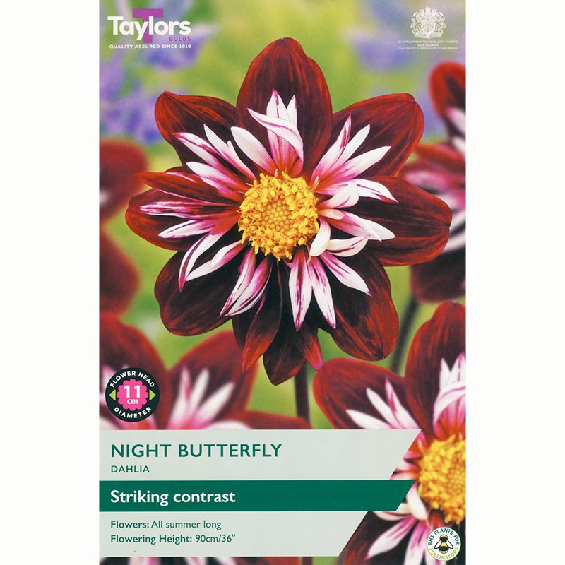 Dahlia 'Night Butterfly' with Red & White Flowers (1 Tuber) image 0