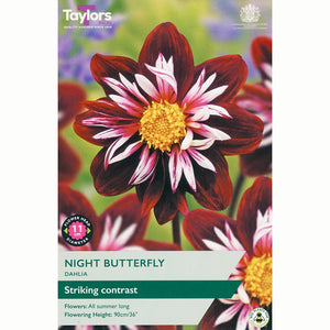Dahlia 'Night Butterfly' with Red & White Flowers (1 Tuber) image 0