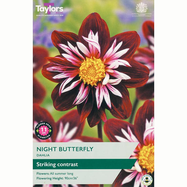 Dahlia 'Night Butterfly' with Red & White Flowers (1 Tuber) image 0