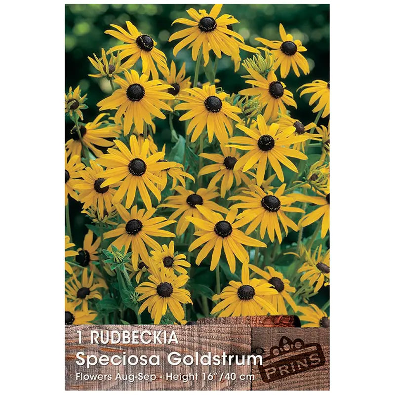 Rudbeckia speciosa 'Goldstrum' (1 bulb) image 0