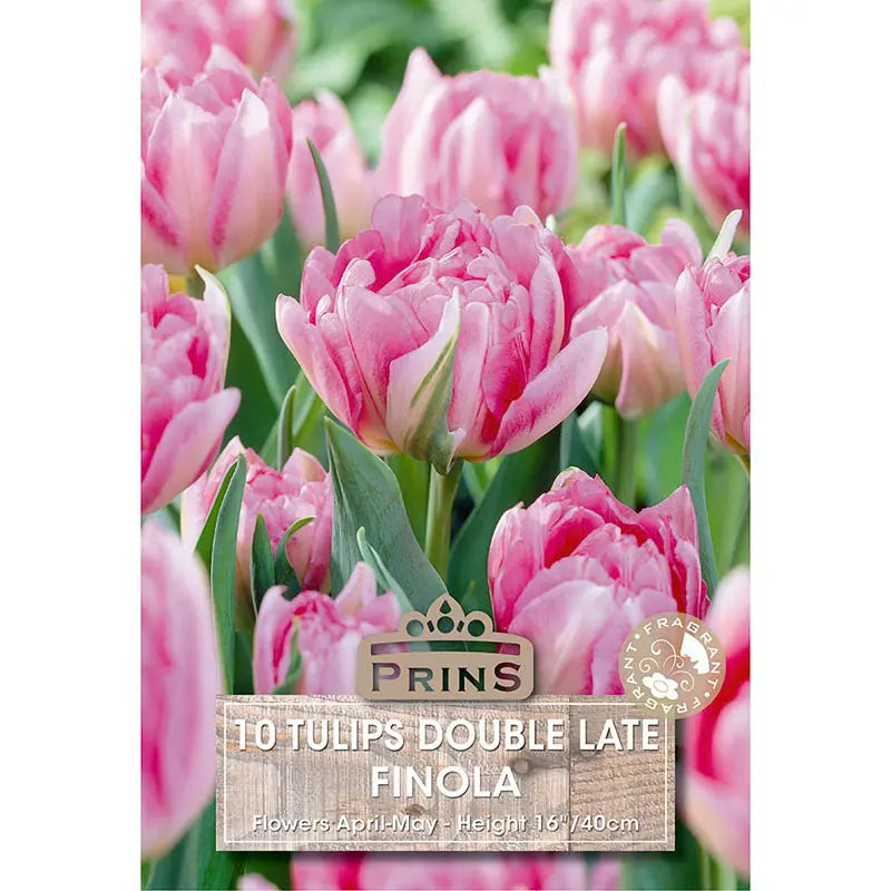 Tulip 'Finola' (10 bulbs) image 0