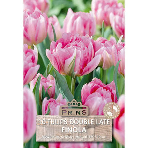 Tulip 'Finola' (10 bulbs) image 0