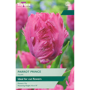 Tulip 'Parrot Prince' (6 Bulbs) image 0