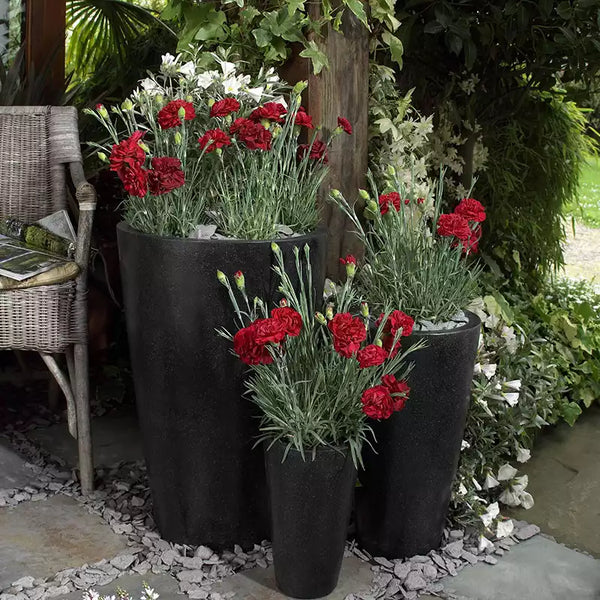 Dianthus 'Passion' image 3