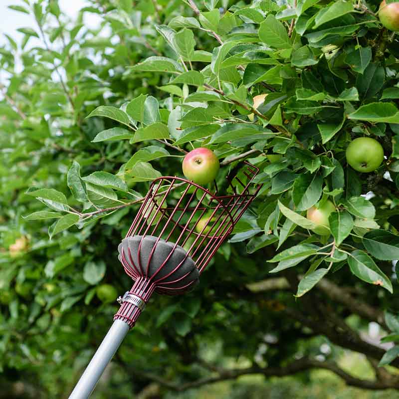 Kent & Stowe Telescopic Fruit Picker image 0