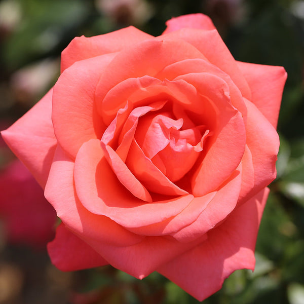Whartons Roses ‘Showtime’ Hybrid Tea Rose (3-Litre Pot) image 0