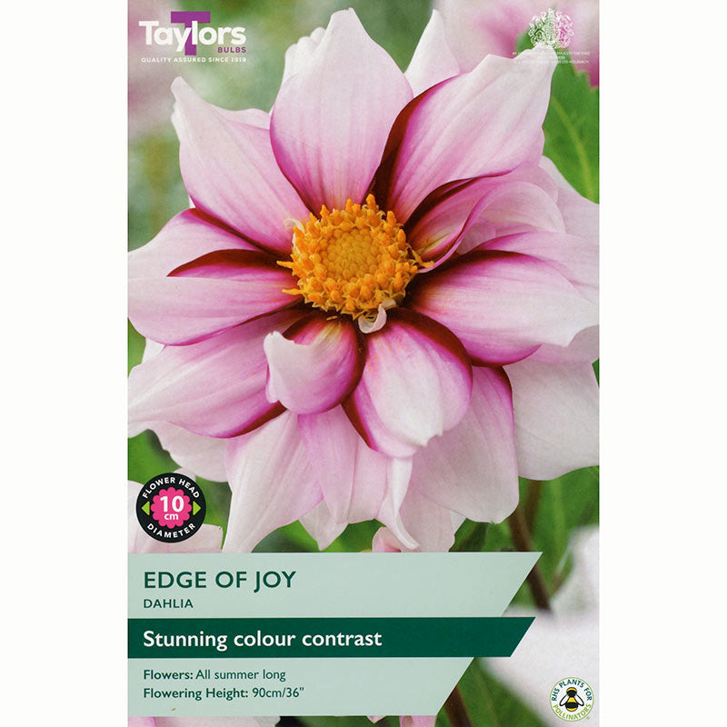Dahlia ‘Edge of Joy’ with Purple & White Flowers (1 Tuber) image 0