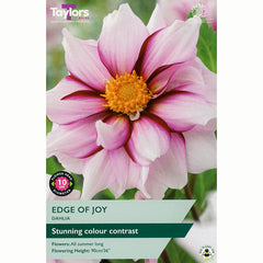 Dahlia ‘Edge of Joy’ with Purple & White Flowers (1 Tuber) image 0