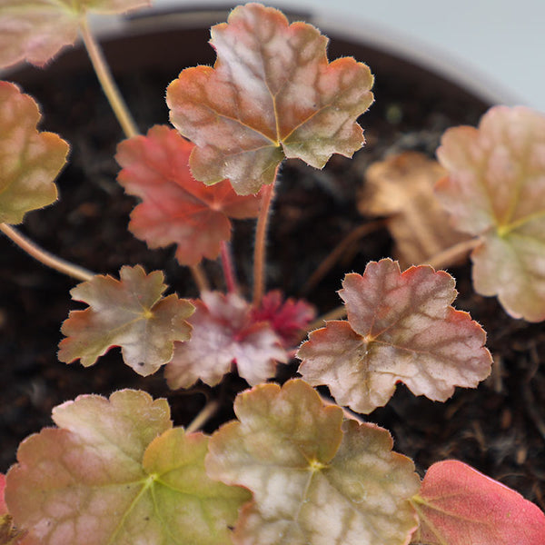Heuchera ‘Soda Ginger Ale’ (2-Litre Pot) image 0