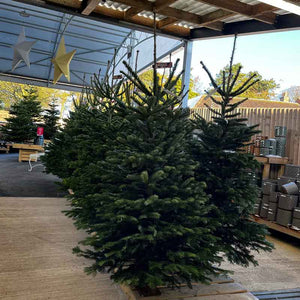 Needlefresh Nordman Fir Cut Slymshape Christmas Tree image 1