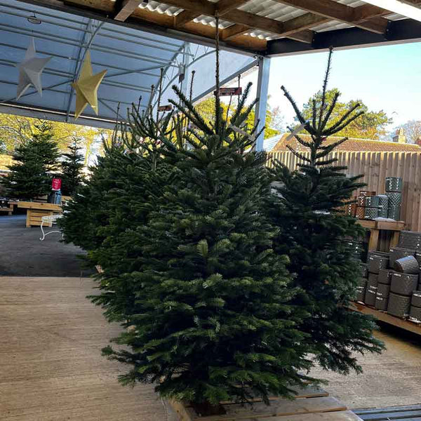 Needlefresh Nordman Fir Cut Slymshape Christmas Tree image 1