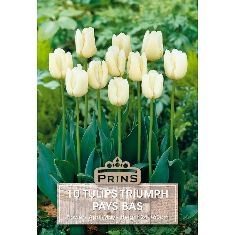 Tulip 'Pays Bas' (10 bulbs) image 0
