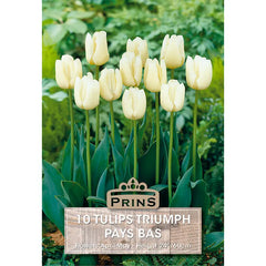 Tulip 'Pays Bas' (10 bulbs) image 0