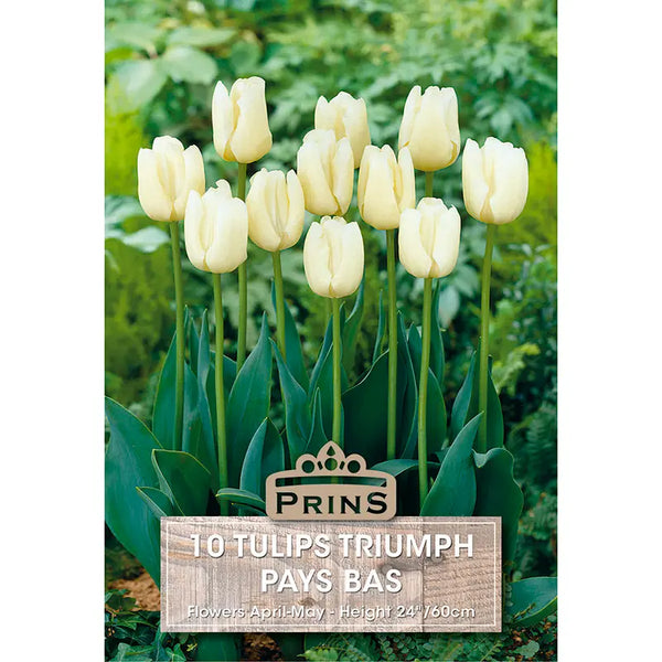 Tulip 'Pays Bas' (10 bulbs) image 0