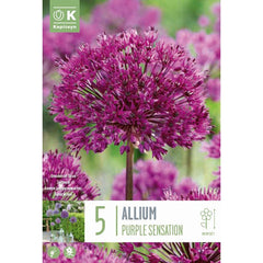 Allium ‘Purple Sensation’ (5 bulbs) image 0
