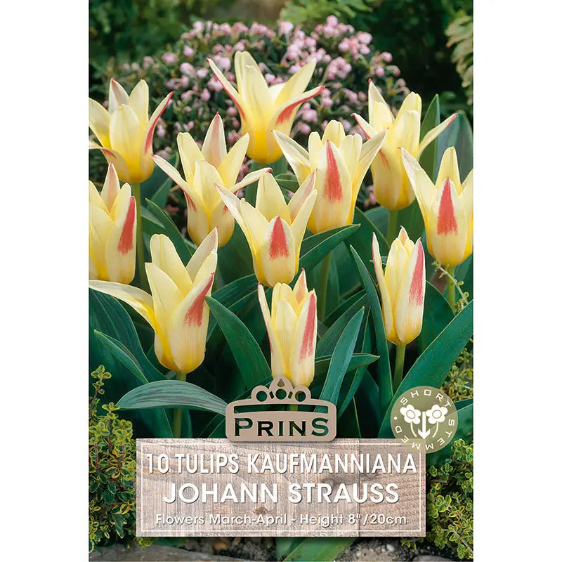 Tulip 'Johann Strauss' (10 bulbs) image 0