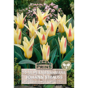 Tulip 'Johann Strauss' (10 bulbs) image 0