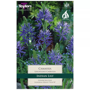 Camassia leichtlinii 'Caerulea' (3 bulbs) image 0