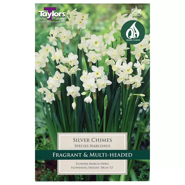 Narcissus 'Silver Chimes' Daffodils (5 bulbs) image 0