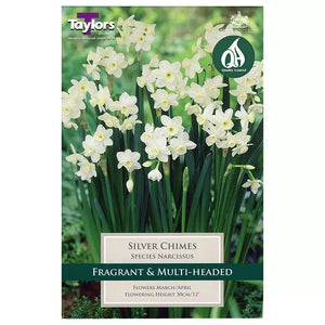 Narcissus 'Silver Chimes' Daffodils (5 bulbs) image 0