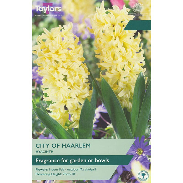 Hyacinth ‘City of Haarlem’ (5 Bulbs) image 0