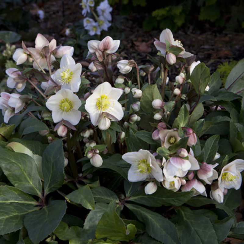 Helleborus 'HGC Snow Dance' (4.5 litre pot) image 0