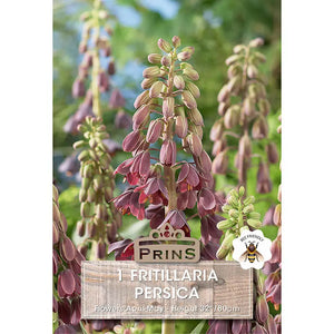 Fritillaria 'Persica' (1 bulb) image 0